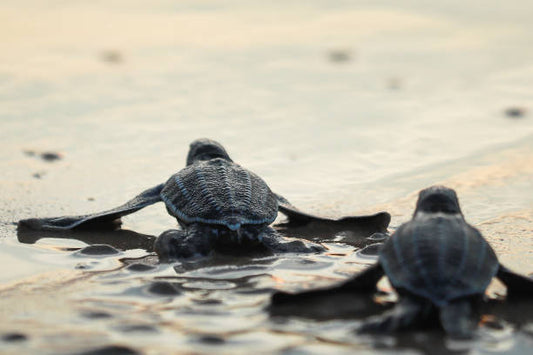 Temporary Checkout Issue – Here’s How to Order